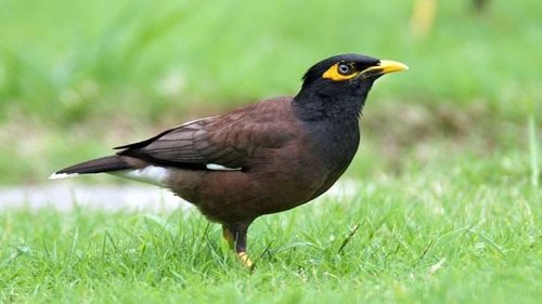 طائر المينا الهندي طائر المينا الهندي